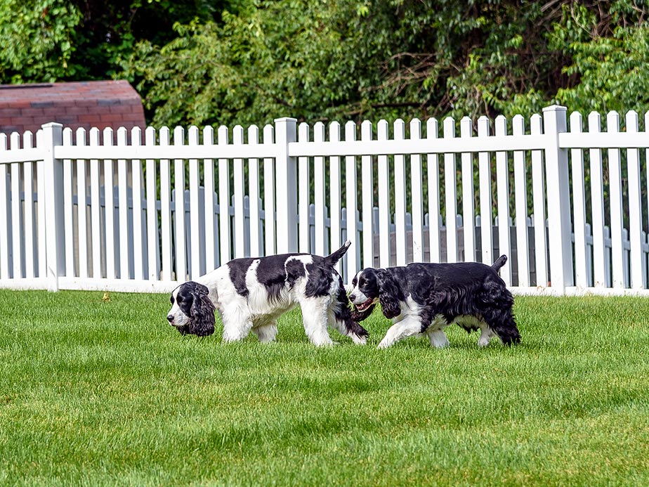 Cellular Vinyl pet fencing in Middleborough Massachusetts